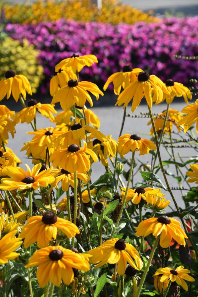 summer 2019 006 (683x1024).jpg